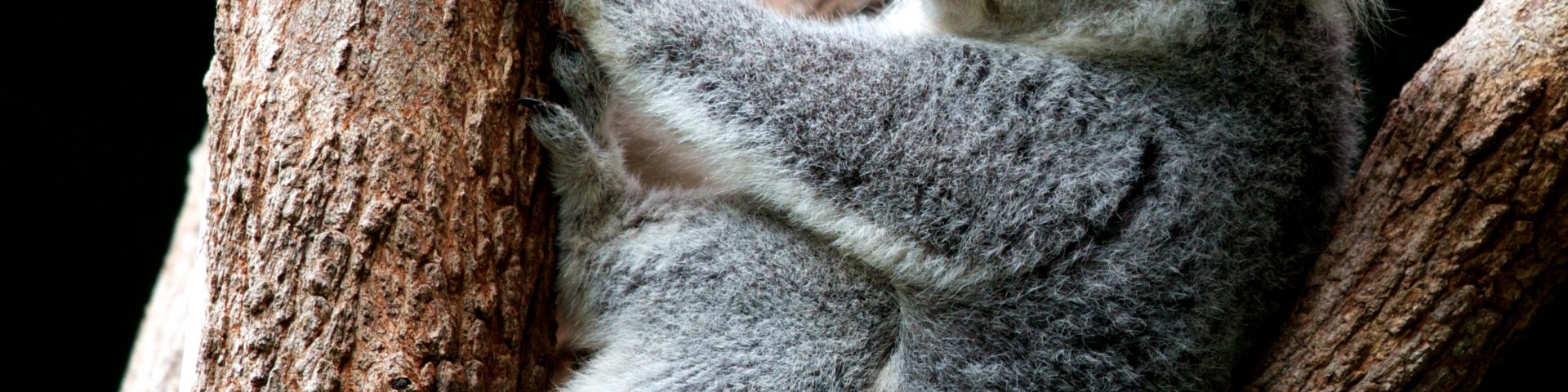Ausztráliában drónokkal mérik fel a koala populációt.